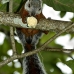 squirrel_variegated_tar_v_0232_cos0537_rv.jpg